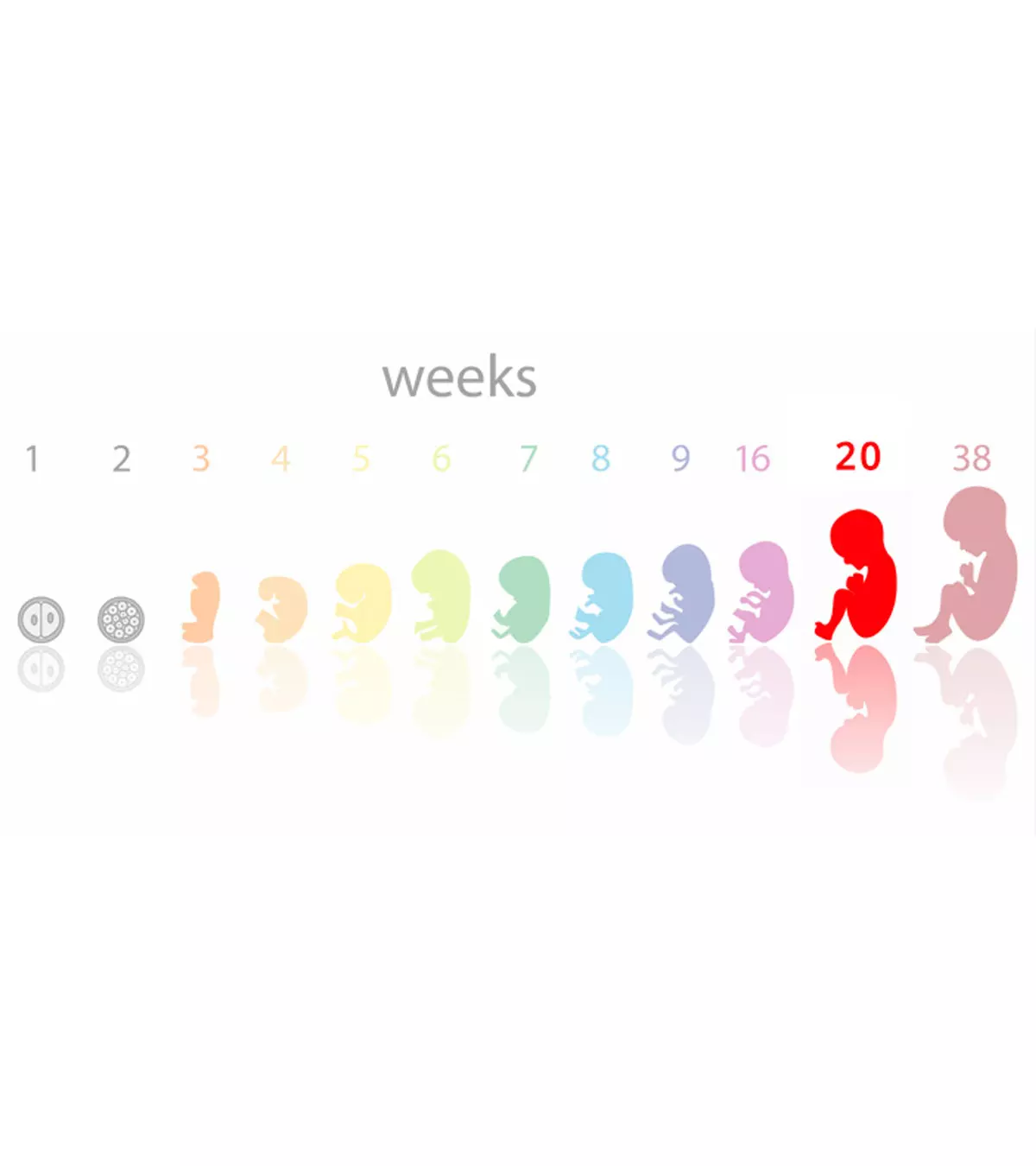 20th Week Pregnancy Symptoms, Baby Development And Bodily Changes