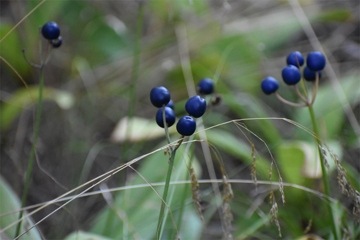 Blue cohosh may have embryotoxic effects.