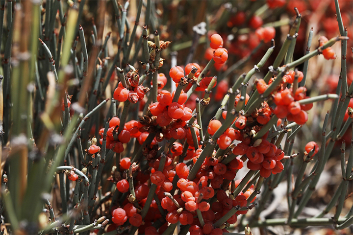 Ephedra can cause uterine contractions.