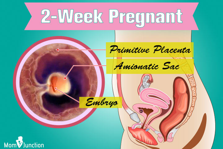 Early Pregnancy Symptoms Week 1 2 - Pregnancy Symptoms-5456