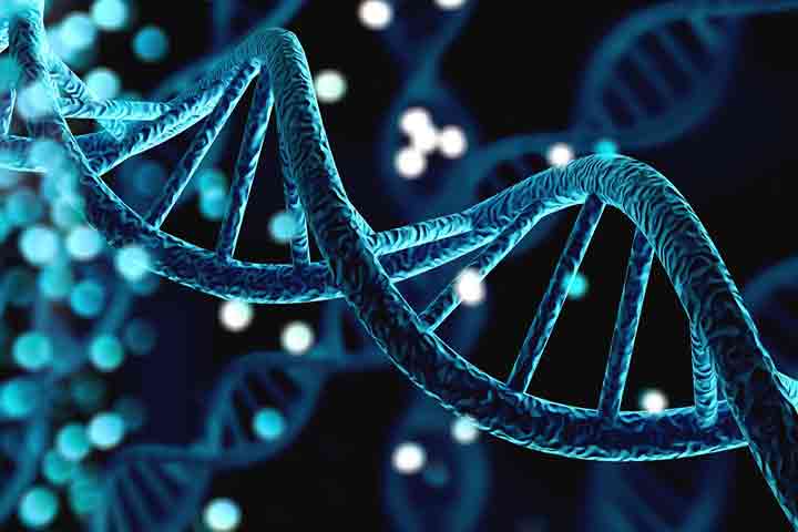 Folic acid regulates the functioning of DNA