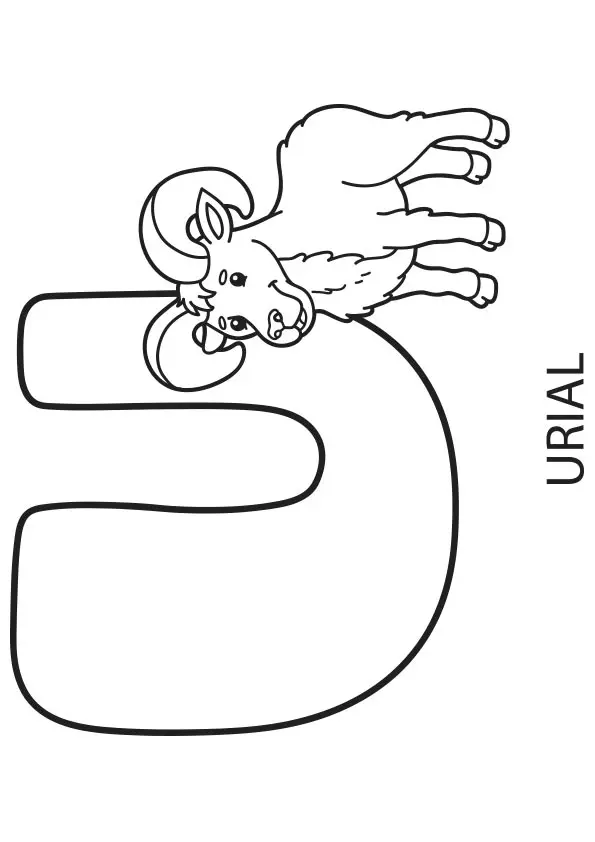 U