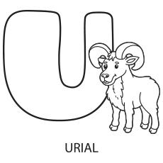 U