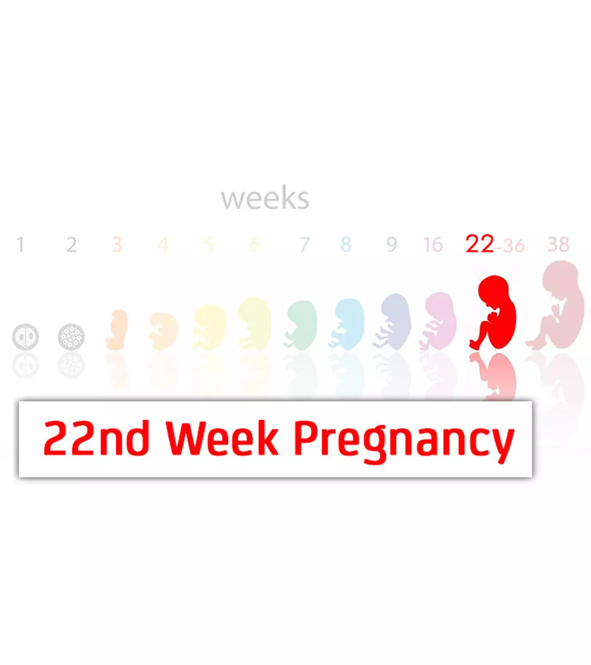 22nd Week Pregnancy: Symptoms, Baby Development And Tips