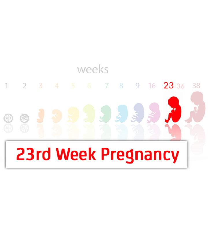 23rd Week Pregnancy Symptoms Baby Development And Bodily Changes
