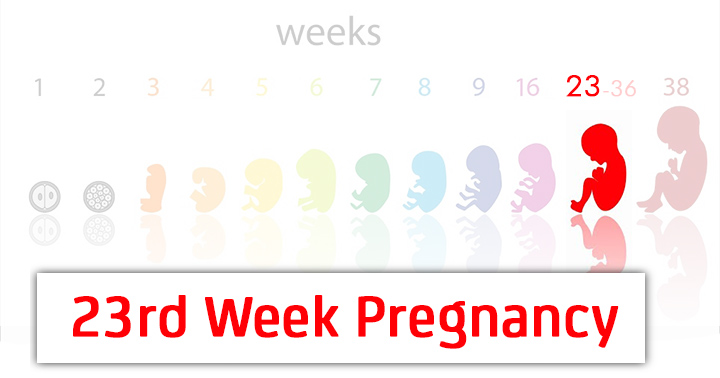 23rd Week Pregnancy Symptoms Baby Development And Bodily Changes