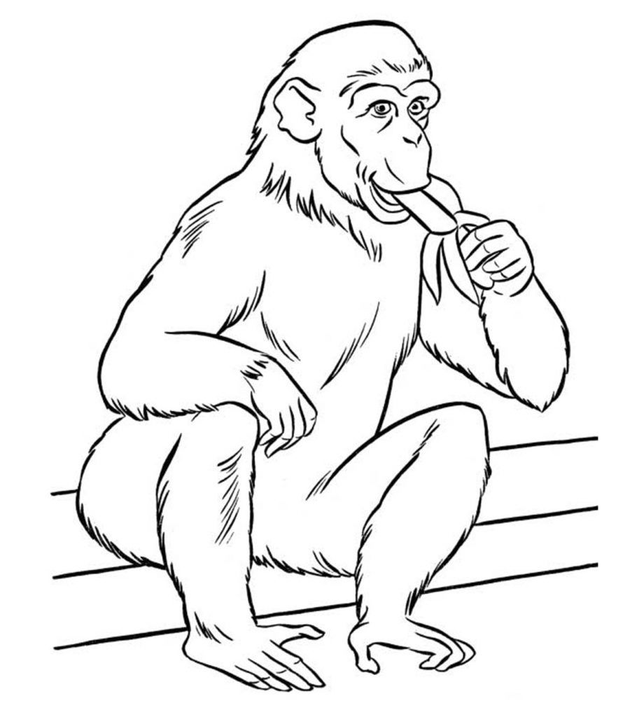 Top 20 Free Printable Zoo Coloring Pages Online