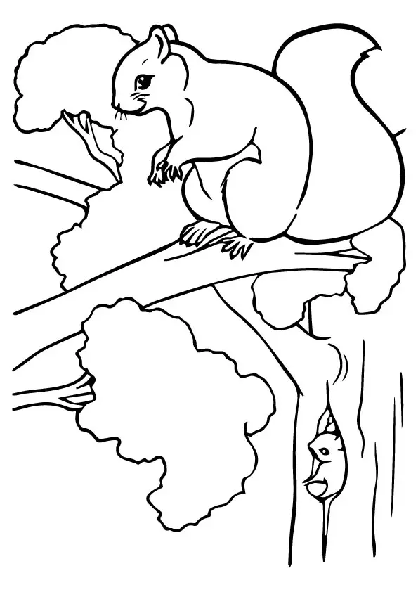 A-Squirrel-Coloring-Phot