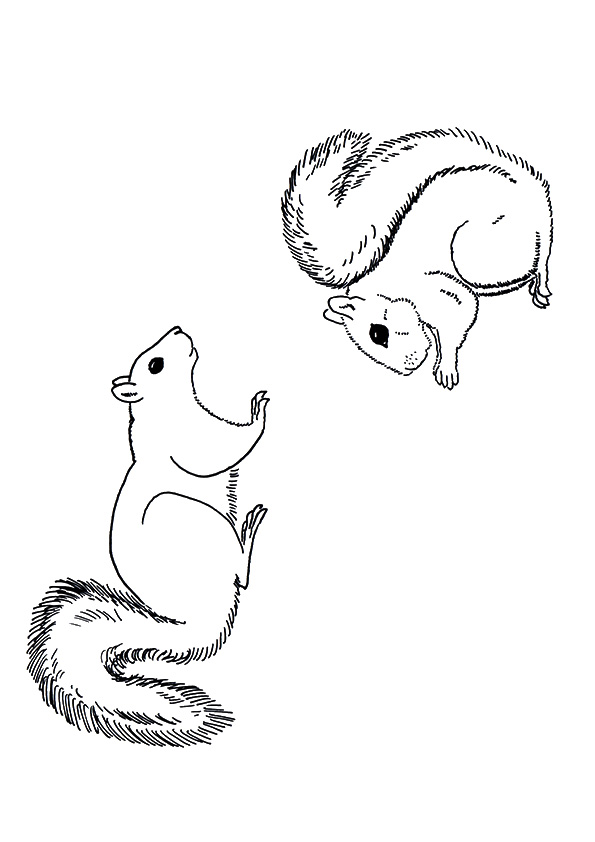 A-Squirrel-Coloring-ardilla