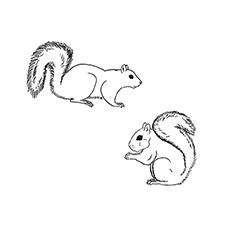 Top 25 Free Printable Squirrel Coloring Pages Online