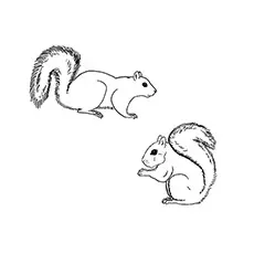 A-Squirrel-Coloring-ardilla