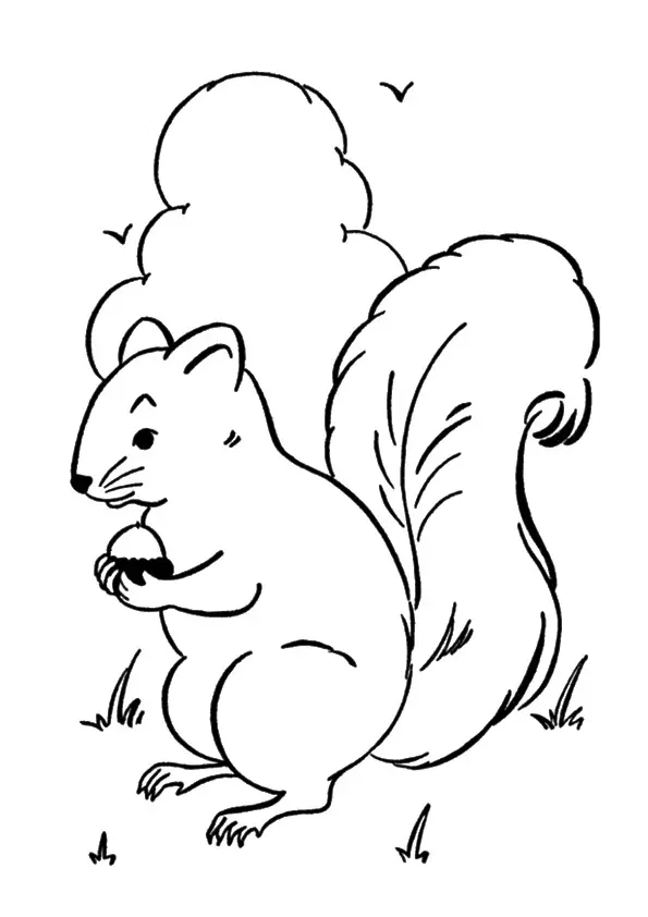 A-Squirrel-Coloring-sney