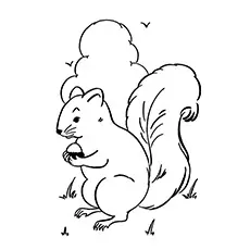 A-Squirrel-Coloring-sney