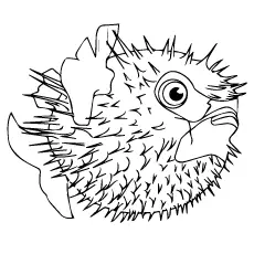 A creatures fish animal coloring page