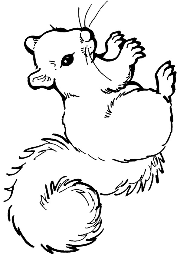 A-squirrel-anima