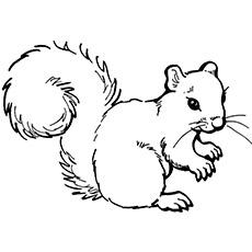 squirrel coloring page