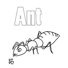 Ant-coloring-big-16