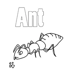 Big Ant Coloring Page_image