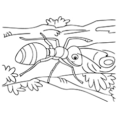 Ant leaf coloring page