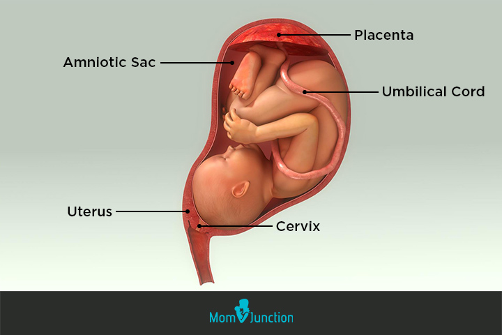 Development of the embryo at 24th week pregnancy