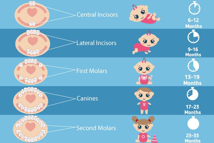 Baby teething timeline