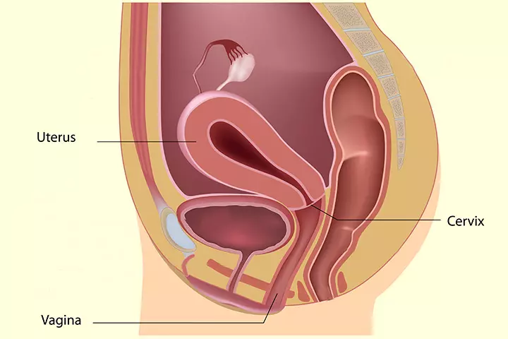 Cervical Cerclage Why And How Is It Done During Pregnancy (2)