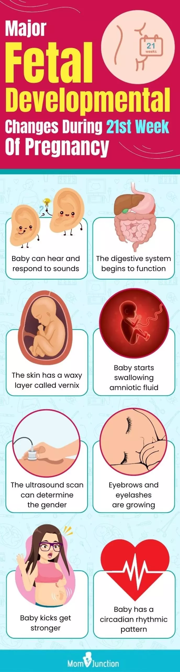 major fetal developmental changes during 21st week of pregnancy (infographic)