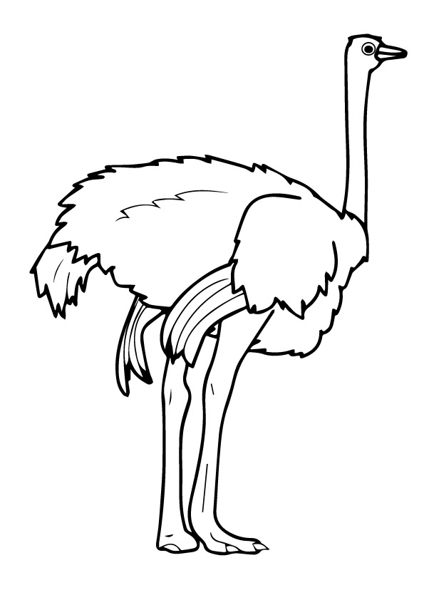 Ostrich-Strong-Feet