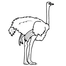 Ostrich strong feet coloring pages