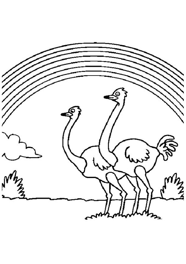 Rainbow-And-Ostrich-16