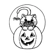 Scary-Halloween-small-Cat_image