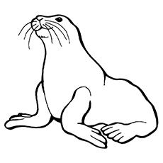 Sea Lion animal coloring page