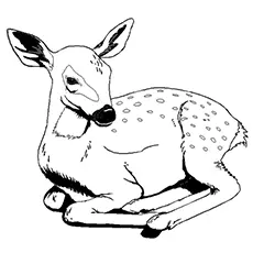 Deer Coloring Pages to Print