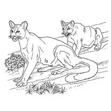 Wild Desert Animals Coloring Pages