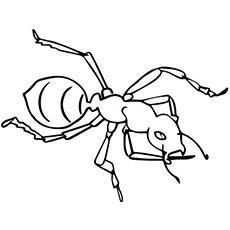 The Facts On Ants coloring page