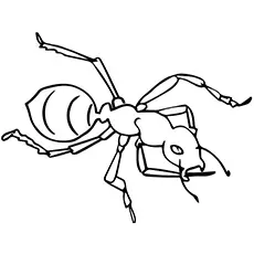 The Facts On Ants Coloring Page_image