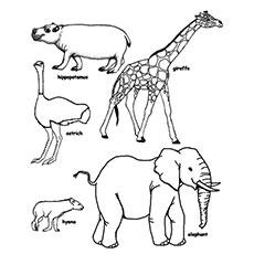 70 Top Coloring Pages For Wild Animals  Images