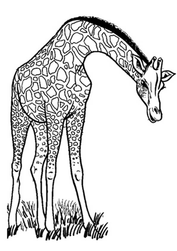 The-Giraffe