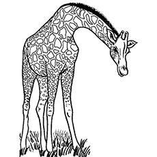 Top 25 Free Printable Wild Animals Coloring Pages Online