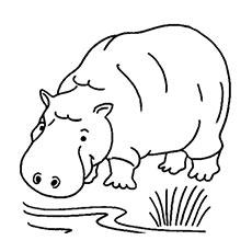 Top 25 Free Printable Wild Animals Coloring Pages Online