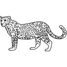 The-Leopard