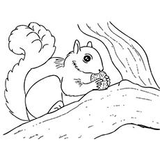 squirrel coloring page