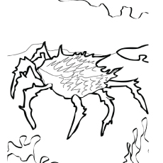 The crab animal coloring page