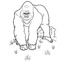 Top 25 Free Printable Wild Animals Coloring Pages Online