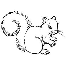 Top 25 Free Printable Squirrel Coloring Pages Online