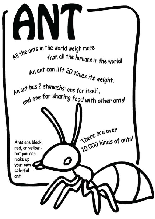 The-learning-alphabet-with-ant1