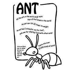 The learning alphabet with ant coloring page