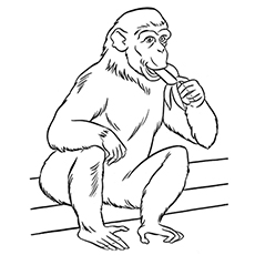 The monkey eating banana coloring page