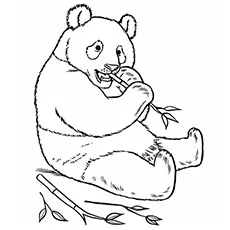 The panda bear coloring page