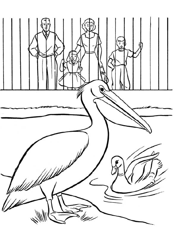 The-pelican-and-duck-in-the-zoo
